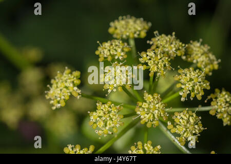 Des fleurs et de l'usine flowerbuds Umbelliferous Alexanders Smyrnium olusatrum / - une nourriture nourriture comestible, autrefois cultivée comme légume. Banque D'Images