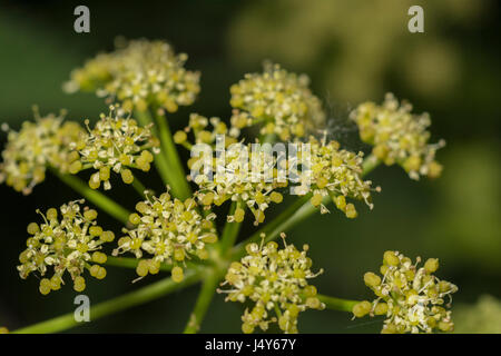 Des fleurs et de l'usine flowerbuds Umbelliferous Alexanders Smyrnium olusatrum / - une nourriture nourriture comestible, autrefois cultivée comme légume. Banque D'Images