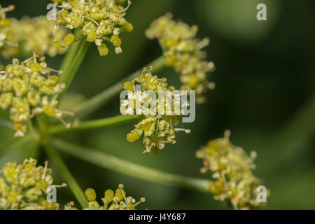 Des fleurs et de l'usine flowerbuds Umbelliferous Alexanders Smyrnium olusatrum / - une nourriture nourriture comestible, autrefois cultivée comme légume. Banque D'Images