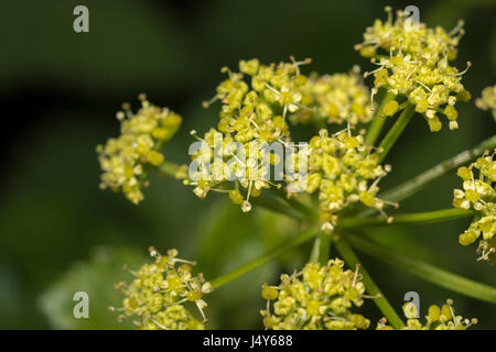 Des fleurs et de l'usine flowerbuds Umbelliferous Alexanders Smyrnium olusatrum / - une nourriture nourriture comestible, autrefois cultivée comme légume. Banque D'Images