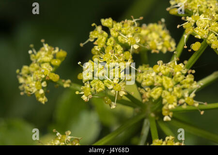 Des fleurs et de l'usine flowerbuds Umbelliferous Alexanders Smyrnium olusatrum / - une nourriture nourriture comestible, autrefois cultivée comme légume. Banque D'Images