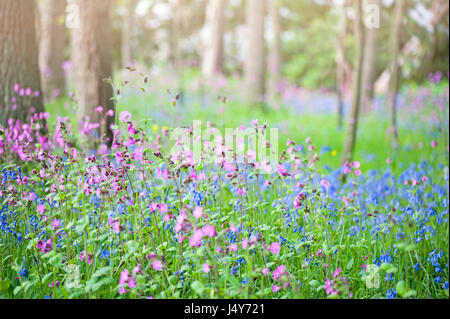 Pré de fleurs sauvages de l'anglais Bulebells - Hyacinthoides non-scripta et Silene dioica - Red Campion fleurs. Banque D'Images