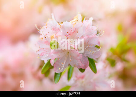Image en gros plan de la belle floraison, printemps, rose pâle Azalea flowerhead, image prise contre un arrière-plan clair. Banque D'Images