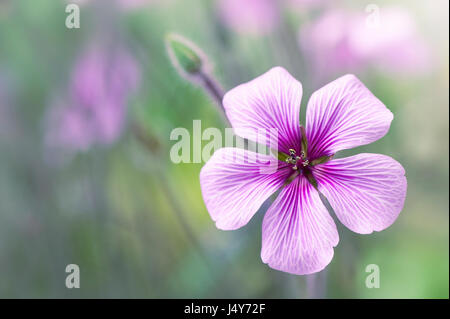 Image en gros plan d'un mauve, floraison d'été fleur de géranium Maderense également connu sous le nom de herbe géant-Robert ou géranium sanguin madère Banque D'Images