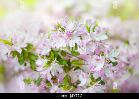 Close-up image de la rose pâle, floraison de printemps Rhododendron 'Suga-no-ito' (Kurume) également connu sous le nom de Wilson 31. Banque D'Images