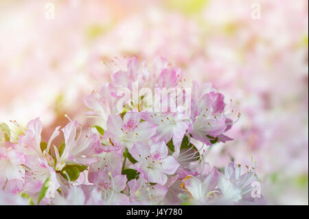 Close-up image de la rose pâle, floraison de printemps Rhododendron 'Suga-no-ito' (Kurume) également connu sous le nom de Wilson 31. Banque D'Images