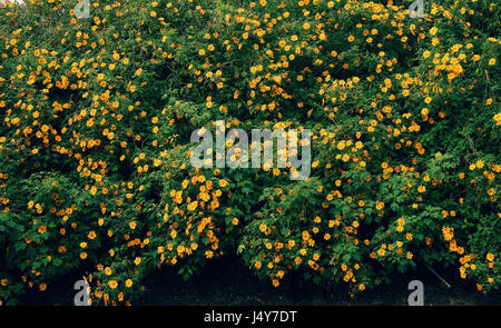 Le tournesol sauvage saison pour Dalat, Vietnam voyage, belle fleur fond jaune sur road, Da quy fleur tournesol Mexique nom aussi Banque D'Images