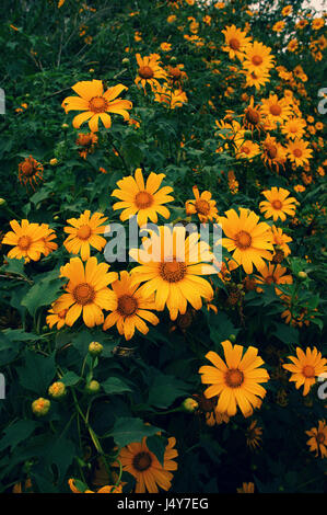 Le tournesol sauvage saison pour Dalat, Vietnam voyage, belle fleur fond jaune sur road, Da quy fleur tournesol Mexique nom aussi Banque D'Images