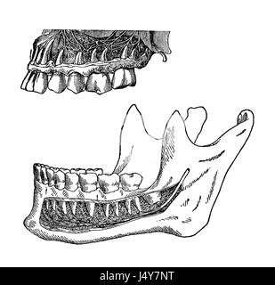 Vintage illustration, position des dents humaines dans les mâchoires Banque D'Images