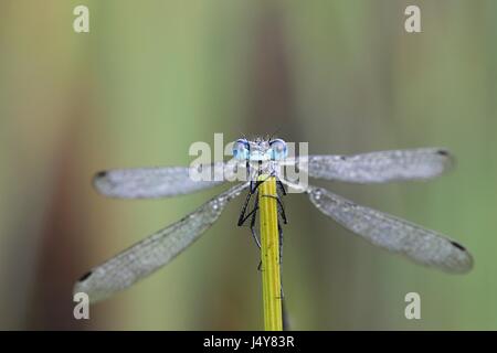 Tôt le matin, image de demoiselle d'Émeraude, connu aussi sous le nom de Common spreadwing, couvert de rosée du matin Banque D'Images