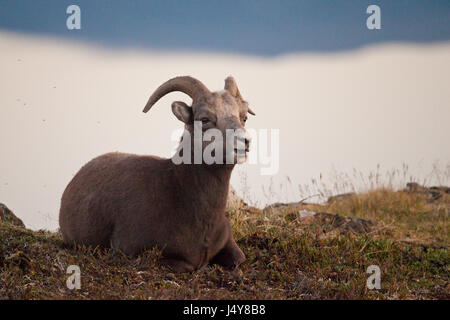 Neige Putorana ram (ram) Putorana Big Horn. Kutaramakan. Animaux endémiques du plateau de Putorana. Au nord de la Russie. La Sibérie. Réserver Putorana. La Russie. Banque D'Images