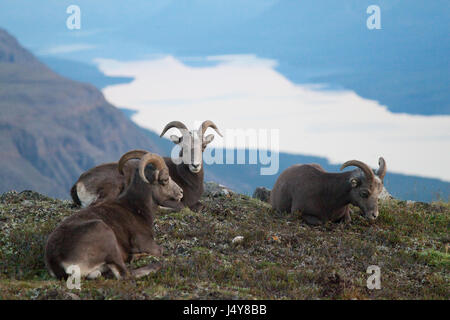 Neige Putorana rams (Putorana Big Horn mar). Kutaramakan. Les animaux endémiques du plateau de Putorana. Au nord de la Russie. La Sibérie. Réserver Putorana. La Russie. Banque D'Images