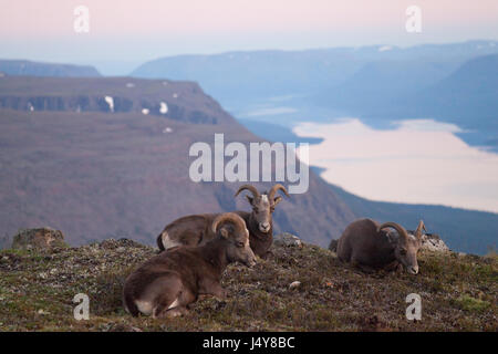 Neige Putorana rams (Putorana Big Horn mar). Kutaramakan. Les animaux endémiques du plateau de Putorana. Au nord de la Russie. La Sibérie. Réserver Putorana. La Russie. Banque D'Images