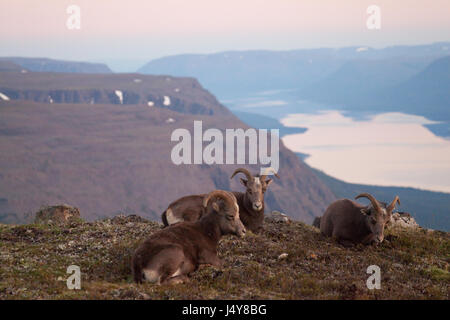 Neige Putorana rams (Putorana Big Horn mar). Kutaramakan. Les animaux endémiques du plateau de Putorana. Au nord de la Russie. La Sibérie. Réserver Putorana. La Russie. Banque D'Images