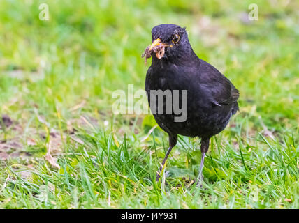 Homme Merle noir (Turdus merula) manger vers dans sa bouche debout sur l'herbe dans le West Sussex, Angleterre, Royaume-Uni. Banque D'Images