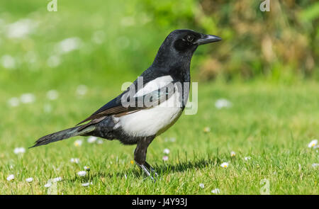 Vue latérale d'un Oiseaux Pie bavarde (Pica pica) Comité permanent de l'herbe dans le West Sussex, Angleterre, Royaume-Uni. Banque D'Images