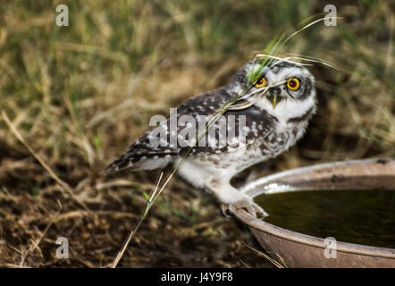 Soif Owlets en été Banque D'Images