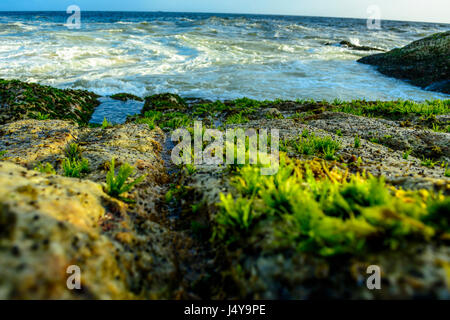 Lave-vagues sur les rochers, avec de l'herbe sur la mer il Banque D'Images