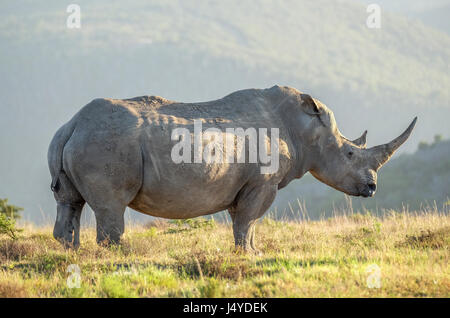 Photo d'un rhinocéros blanc à l'état sauvage sur une plaine africaine. Banque D'Images