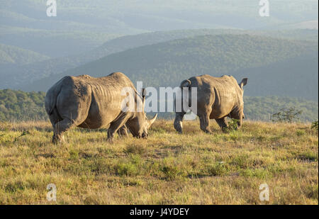 Deux rhinocéros blancs marcher au loin dans le soleil levant dans la savane africaine ou l'herbe des plaines, et pacifique de la lurking dangers Banque D'Images