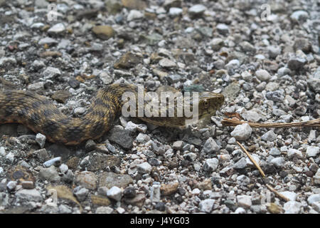 Tête d'un serpent dés (Natrix) tasselata Banque D'Images