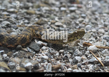 Tête d'un serpent dés (Natrix) tasselata Banque D'Images