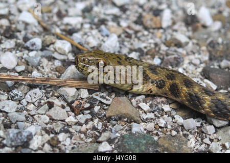 Tête d'un serpent dés (Natrix) tasselata Banque D'Images