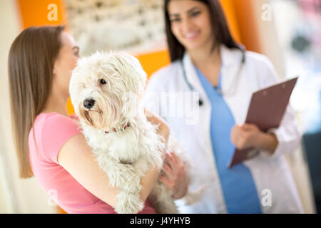 Chien maltais malade sur examen en clinique vétérinaire Banque D'Images