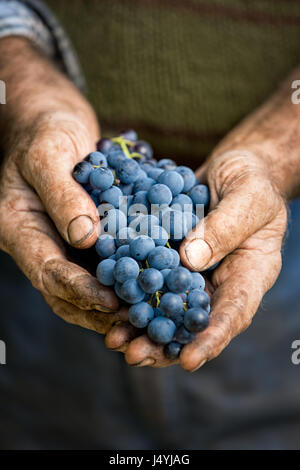 Les agriculteurs les mains avec grappe de raisin, de l'agriculture et de concept de vinification Banque D'Images