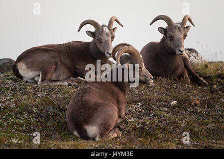 Neige Putorana rams (Putorana Big Horn mar). Kutaramakan. Les animaux endémiques du plateau de Putorana. Au nord de la Russie. La Sibérie. Réserver Putorana. La Russie. Banque D'Images