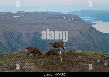 Neige Putorana rams (Putorana Big Horn mar). Kutaramakan. Les animaux endémiques du plateau de Putorana. Au nord de la Russie. La Sibérie. Réserver Putorana. La Russie. Banque D'Images