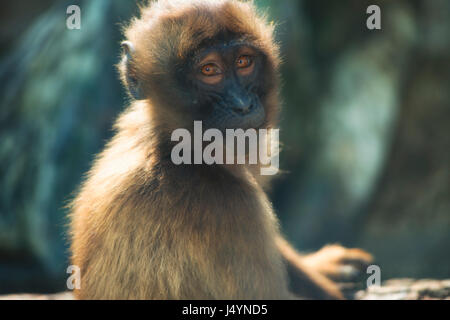 Une Gelada assise (Theropithecus gelada), très intéressée par mes actions de l'autre côté du verre, regarde directement dans la caméra.|Gelada (Theropithecus gelada) Banque D'Images