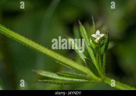 Macro-photo d'une (petite) fleur de Goosegrass / les castors / Galium aparine. Les jeunes feuilles peuvent être utilisées comme nourriture de survie lorsqu'elles sont cuites. Banque D'Images