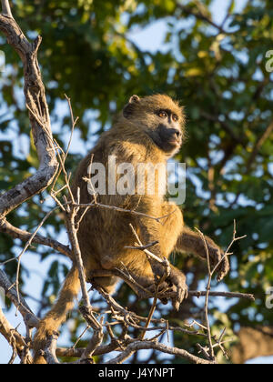 Portrait of young savane africaine babouin assis dans la branche d'un arbre sur un jour ensoleillé, chobe np, le Botswana, l'Afrique. Banque D'Images