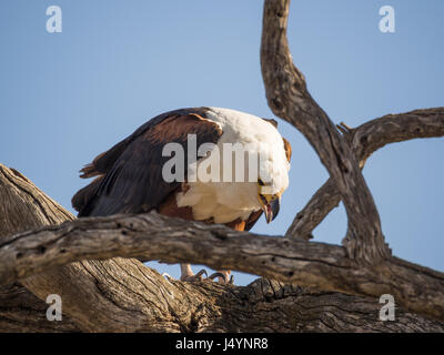 Portrait de giant african fish eagle assis dans arbre mort et d'alimentation sur un poisson, chobe np, le Botswana, l'Afrique. Banque D'Images