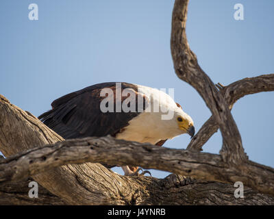 Portrait de giant african fish eagle assis en arbre mort, chobe np, le Botswana, l'Afrique. Banque D'Images