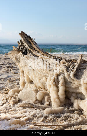 Close up de sel de la Mer Morte sur un morceau de bois flotté dans le sel sable saturé avec la couleur aigue-marine de la mer en arrière-plan et le ciel bleu au-dessus. Banque D'Images