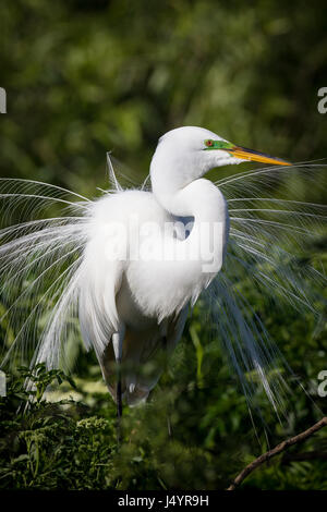 Plumage de reproduction prolongée à grande aigrette assis sur la branche Banque D'Images