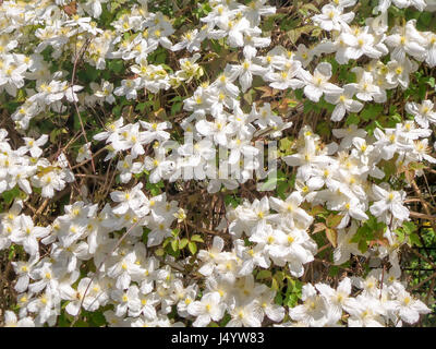 Fond de fleurs blanches de grandiflora Banque D'Images