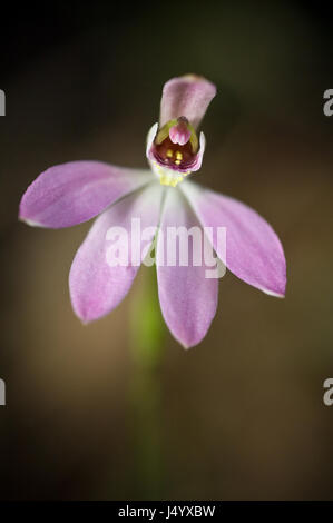 Les doigts de rose, d'Orchidée Caladenia carnea, un Australien native orchid growing à environ 15cm de hauteur, la plupart a une seule fleur par tige mais parfois deux n Banque D'Images
