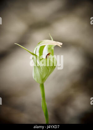 Orchidée terrestre indigène Pterostylis baptistii , King Greenwood, poussant sur Fraser Island, K'gari, Queensland, Australie Banque D'Images