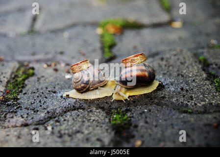 Les anneaux de mariage sur les escargots. Les escargots baiser. Banque D'Images