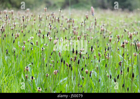 Plantain lancéole (Plantago lanceolata) Banque D'Images