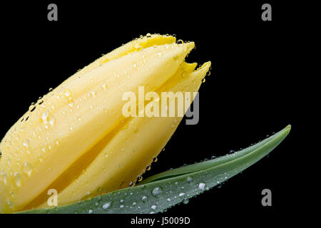 Close up tulipe jaune avec des gouttelettes d'eau sur noir Banque D'Images