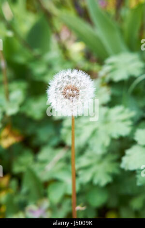 Une politique commune de pissenlit (Taraxacum officinale) 'Réveil' dans un jardin de campagne anglaise parterre, au Royaume-Uni. Banque D'Images