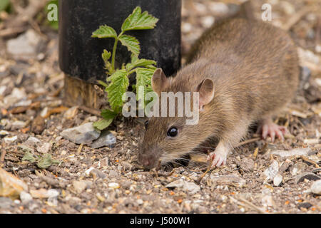 Le Rattus Norvegicus brun de rat se nourrit sous le couvert d'oiseaux dans la réserve faunique. Le visage pointé des oreilles roses des pieds de queue, noir brillant beady yeux un rongeur prudent. Banque D'Images