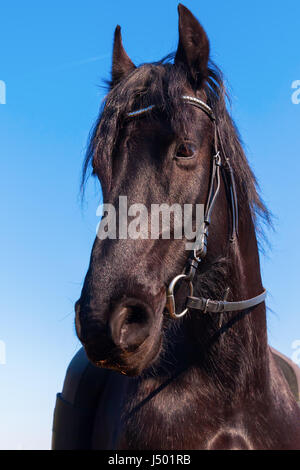 Portrait d'un cheval frison contre le ciel bleu Banque D'Images