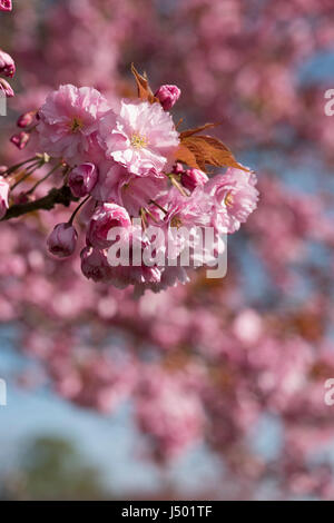 La floraison des cerisiers en fleur au printemps, au Royaume-Uni. Banque D'Images