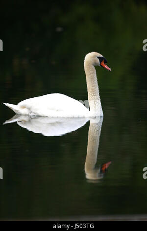 Peterborough (Cambridgeshire, Angleterre. 14 mai, 2017. Un cygne muet se trouve sur la rivière calme Nene à Peterborough Cambridgeshire, le 13 mai 2017 Crédit : Paul Marriott/Alamy Live News Banque D'Images