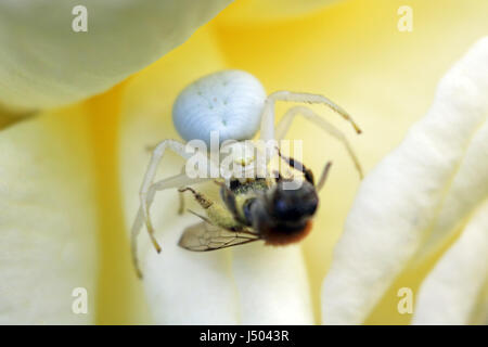 Epsom, Surrey, UK. 14 mai 2017. Une araignée crabe blanc a capturé et tué une abeille sur un jardin rose à Epsom dans le Surrey. Credit : Julia Gavin UK/Alamy Live News Banque D'Images